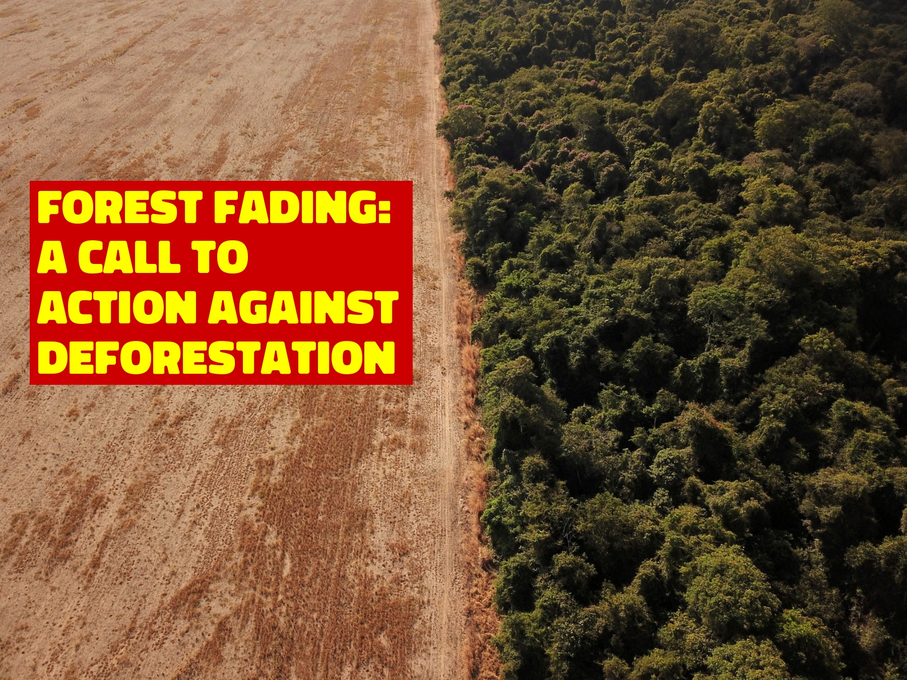 Forest Fading: A Call to Action Against Deforestation